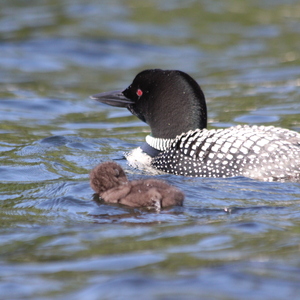 Fundraising Page: Nan Hambrose